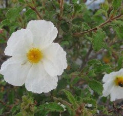 Cistus Hybridus Beyaz Kaya Gülü Laden Çiçeği