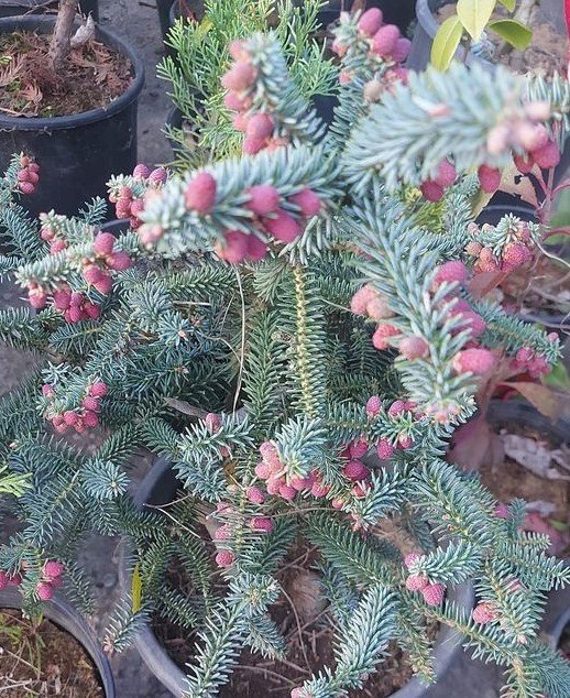 Abies Pinsapo,İspanyol Göknarı Fidanı-Aşılı-80-110 cm