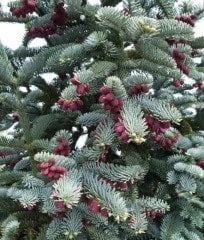 Abies Procera-Kızıl Göknar-Amerikan Göknarı Fidanı Aşılı