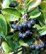 4 Yaş-Aronia Melanocarpa (Chokeberry)-Rus Yaban Mersini-Siyah Meyveli