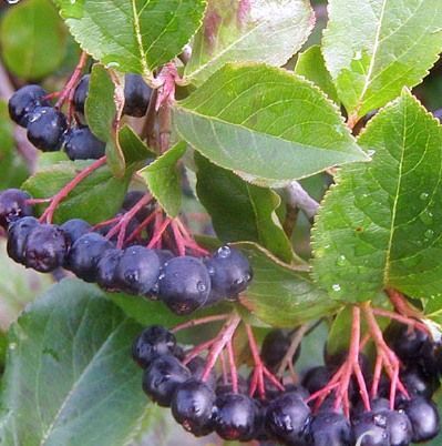 4 Yaş-Aronia Melanocarpa (Chokeberry)-Rus Yaban Mersini-Siyah Meyveli