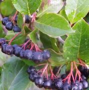 4 Yaş-Aronia Melanocarpa (Chokeberry)-Rus Yaban Mersini-Siyah Meyveli