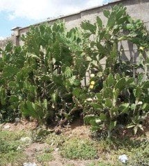 Opuntia Monacantha- Büyük Anaç Bitki