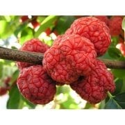 Che Melon Berry Fidanı 8 Yaş- Boy 200-250 cm-Meyve veren Fidan