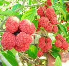 Che Melon Berry Fidanı 8 Yaş- Boy 200-250 cm-Meyve veren Fidan