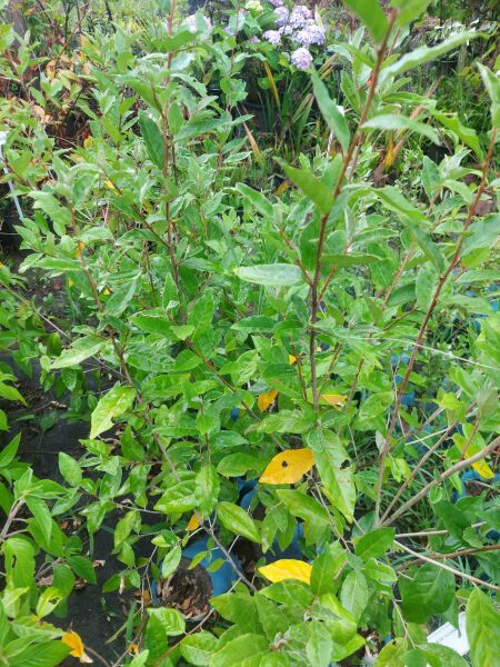Keçi Söğüdü Salix Caprea 100-120 cm
