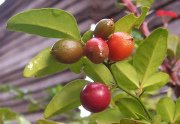 Lime Berry (Triphasia trifolia) 30-40 cm Fidanı