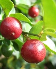 Lime Berry (Triphasia trifolia) 30-40 cm Fidanı