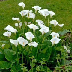 Calla Palustris Kala Cala Gala Çiçeği Fidesi (Canlı Bitki)