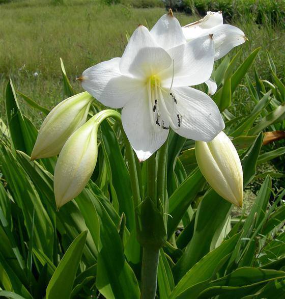 Crinum -Beyaz, Kokulu (Saksılı Canlı Bitki)