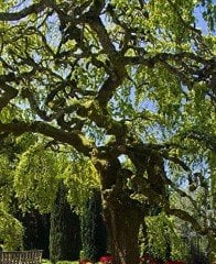 Ulmus Glabra Karaağaç Fidanı 50-70 cm