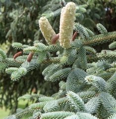 Abies pinsapo 'Glauca'