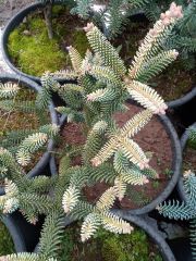 Abies pinsapo 'Glauca'