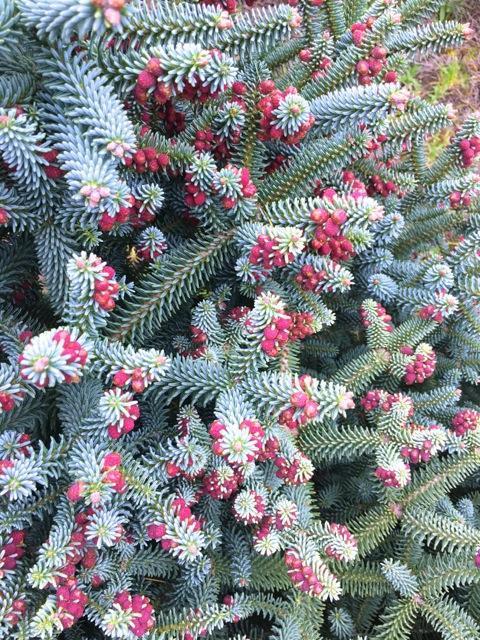 Abies pinsapo 'Glauca'