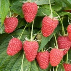 Rubus idaeus-Polka Yediveren Ahududu Fidanı