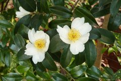 Camellia Sinensis-Çay (Yeşil Çay) Fidanı 10-20 cm