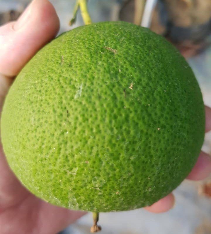 Ugli Fruit (Çikolata Narenciye)-Mandalina-Greyfurt Melezi 130-150 cm