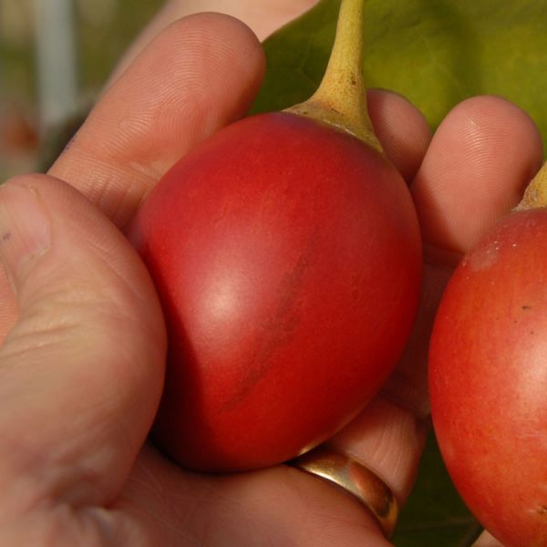 Tamarillo (Solanum Betaceum) (Ağaç Domatesi) Fidanı 120 cm