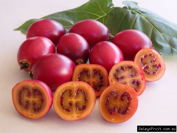 Tamarillo (Solanum Betaceum) (Ağaç Domatesi) Fidanı 120 cm