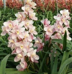 Orkide(Cymbidium) Pembe Fidanı-Canlı Bitki-Soğuklara Dayanıklı Çeşit