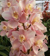 Orkide(Cymbidium) Pembe Fidanı-Canlı Bitki-Soğuklara Dayanıklı Çeşit