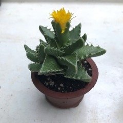 Mesemb-Faucaria Bosscheana - Lithops-Sarı Renk Çiçek Açar