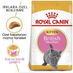 Royal Canin Kitten British Shorthair 2 Kg Yavru Kedi Maması