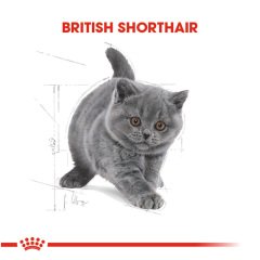 Royal Canin Kitten British Shorthair 2 Kg Yavru Kedi Maması