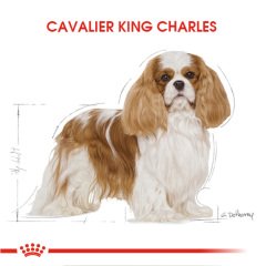 Royal Canin Cavalier King Charles Adult 1,5 kg Köpek Irk Maması