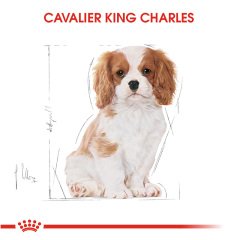 Royal Canin Cavalier King Charles Puppy 1,5 kg Yavru Köpek Irk Maması