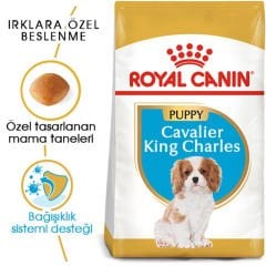 Royal Canin Cavalier King Charles Puppy 1,5 kg Yavru Köpek Irk Maması