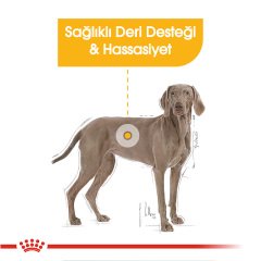 Royal Canin Maxi Dermacomfort 12 kg Köpek Maması
