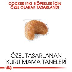 Royal Canin Cocker Adult 3 Kg Köpek Irk Maması