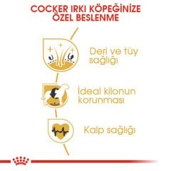 Royal Canin Cocker Adult 3 Kg Köpek Irk Maması