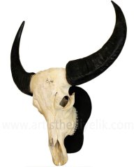 Buffalo Kafatası (Büyük)