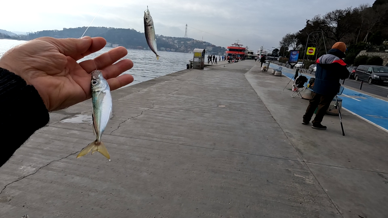 Çapari Balık Avı Hakkında