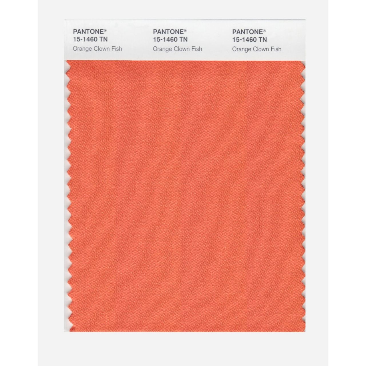 NYLON brights swatch card - SWCDTN