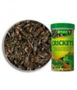 Tropical Crickets 250ml / 25gr
