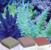 Korallenzucht - Automatic Elements - Iron Concentrate 10 pcs