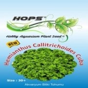 Hops Bitki Tohumu Hemianthus Callitrchoides Cuba