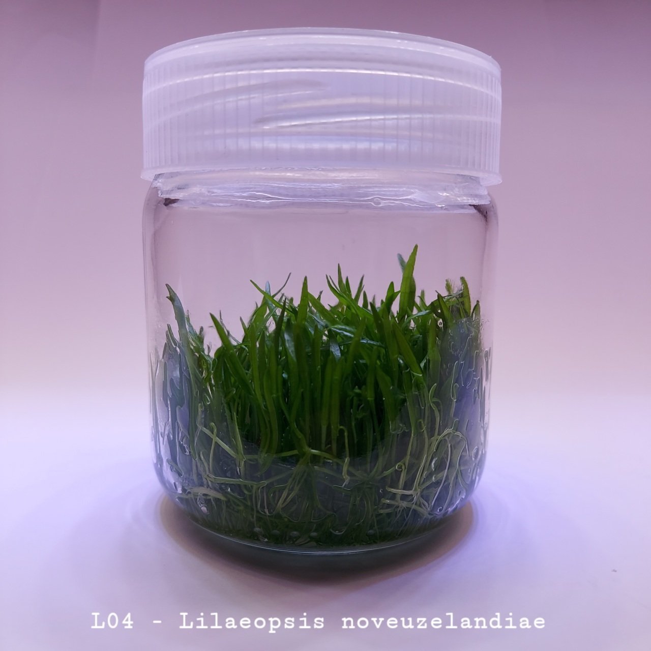 Lilaeopsis novaezelandiae Cuba In Vitro 200cc