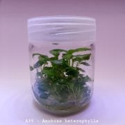 Anubias heterophylla mini In Vitro 200cc