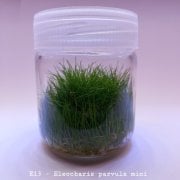 Eleocharis parvula mini In Vitro 200cc