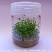 Hydrocotyle sibthorpioides In Vitro 200cc