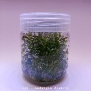 Ludwigia diamond In Vitro 200cc