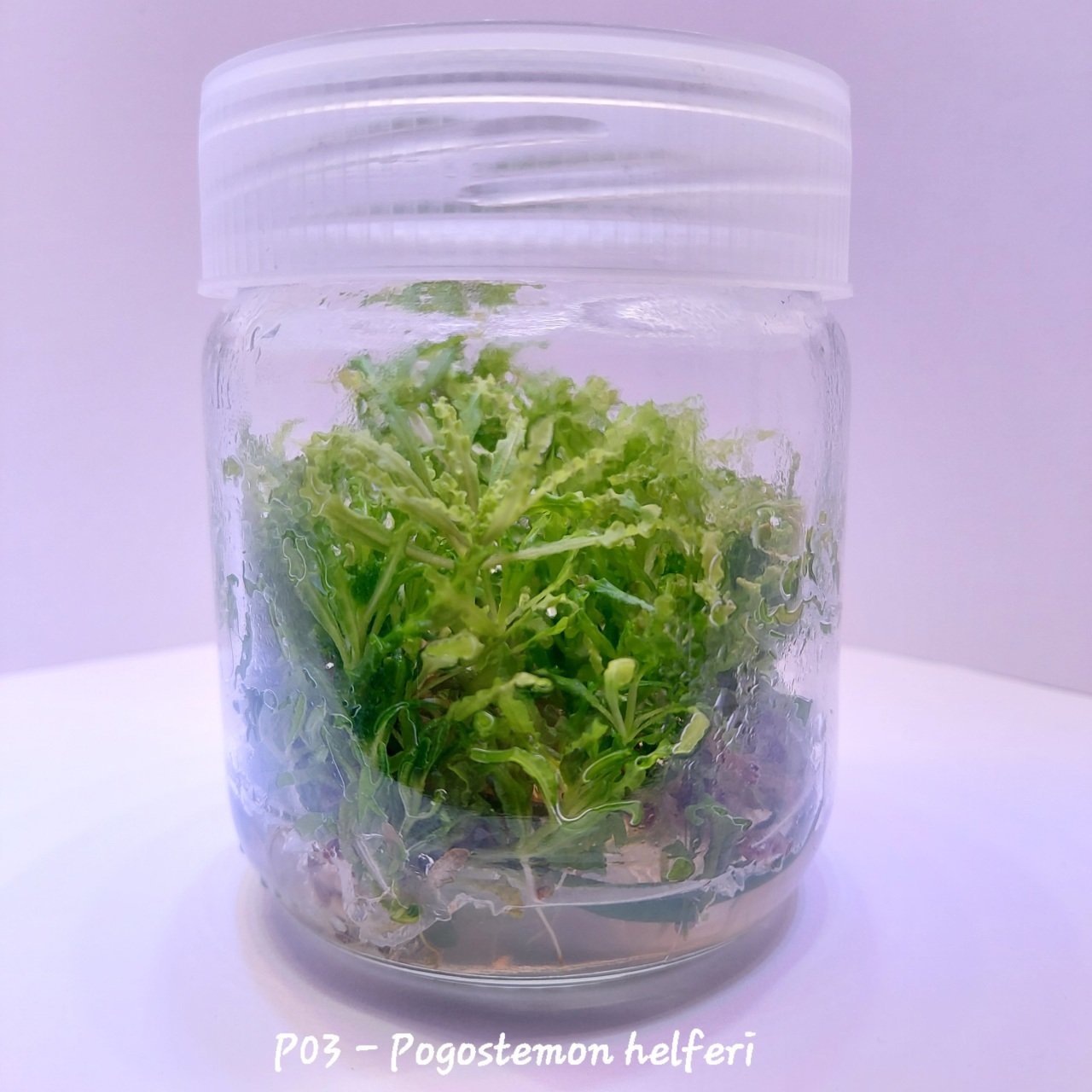 Pogostemon helferi In Vitro 200cc