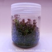 Rotala macrandra mini In Vitro 200cc