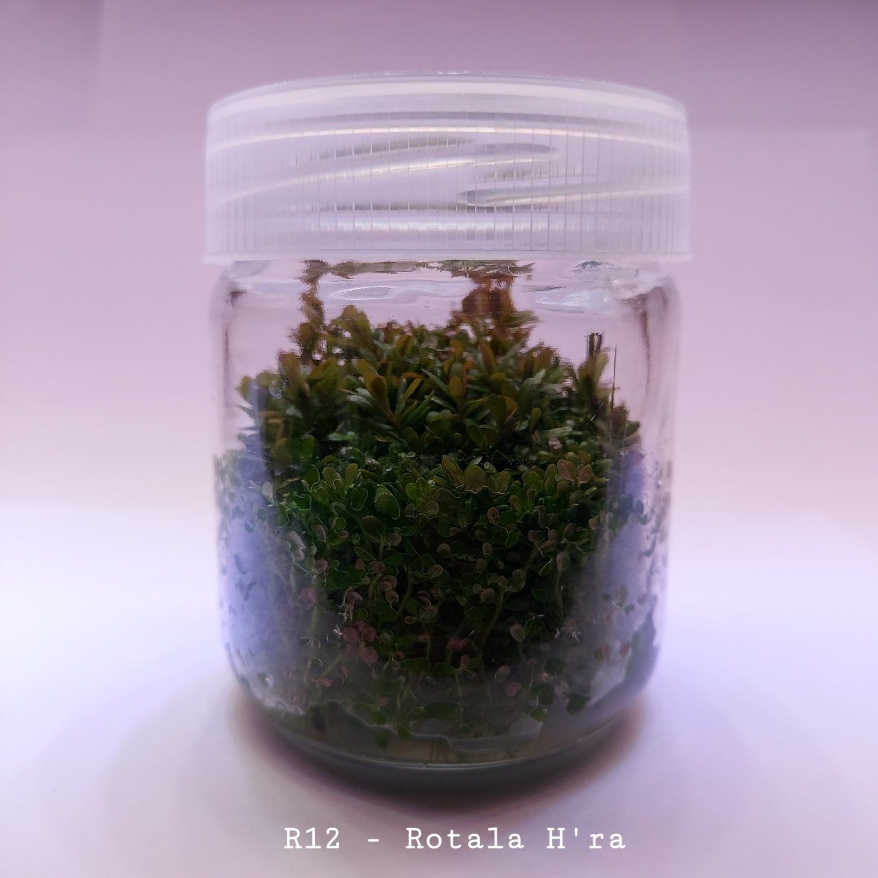 Rotala H'ra In Vitro 200cc