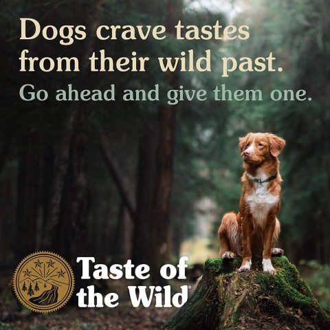 Taste Of The Wild Sierra Mountain Tahılsız  Yavru Ve Yetişkin Köpek Maması 2 Kg