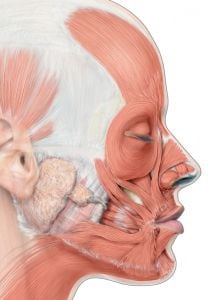 Baş l Boyun l Yüz - Resimli Klinik Anatomi Atlası
